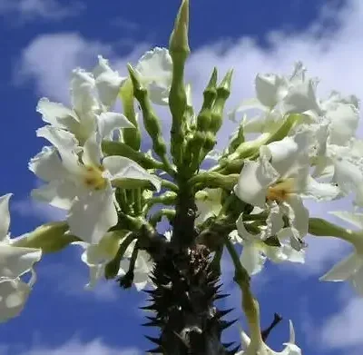 Pachypodium rutenbergianum var. rutenbergianum - Madagascar Palm Tree