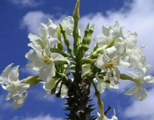 Pachypodium rutenbergianum var. rutenbergianum - Madagascar Palm Tree