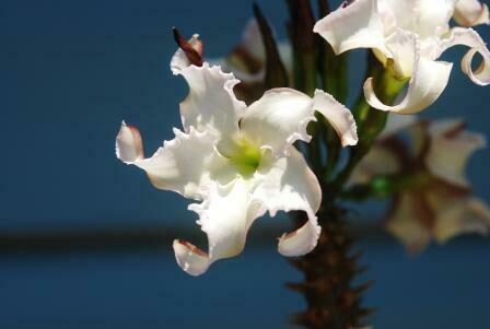 Pachypodium rutenbergianum var. rutenbergianum - Madagascar Palm Tree - Image 3
