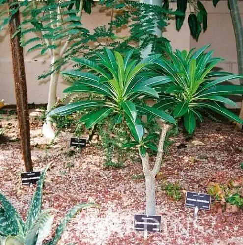 Pachypodium rutenbergianum var. rutenbergianum - Madagascar Palm Tree - Image 4
