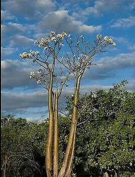 Pachypodium rutenbergianum var. rutenbergianum - Madagascar Palm Tree - Image 5
