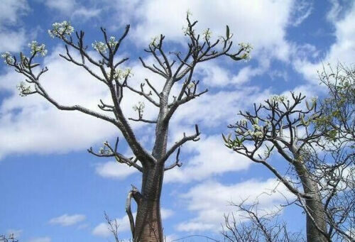 Pachypodium rutenbergianum var. rutenbergianum - Madagascar Palm Tree - Image 6