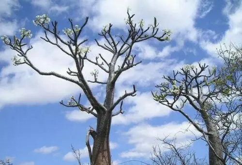 Pachypodium rutenbergianum var. rutenbergianum - Madagascar Palm Tree - Image 6