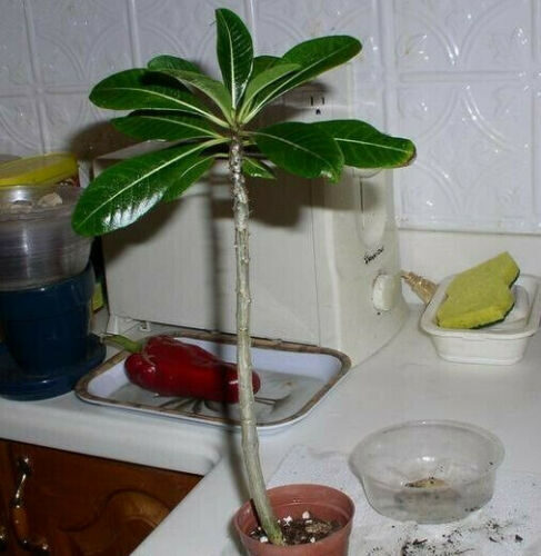 Pachypodium rutenbergianum var. rutenbergianum - Madagascar Palm Tree - Image 7