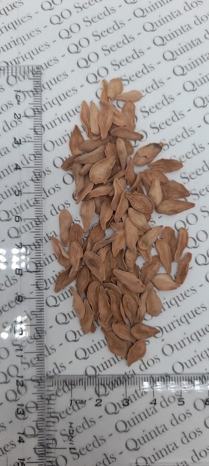 Pachypodium rutenbergianum var. rutenbergianum - Madagascar Palm Tree - Image 8