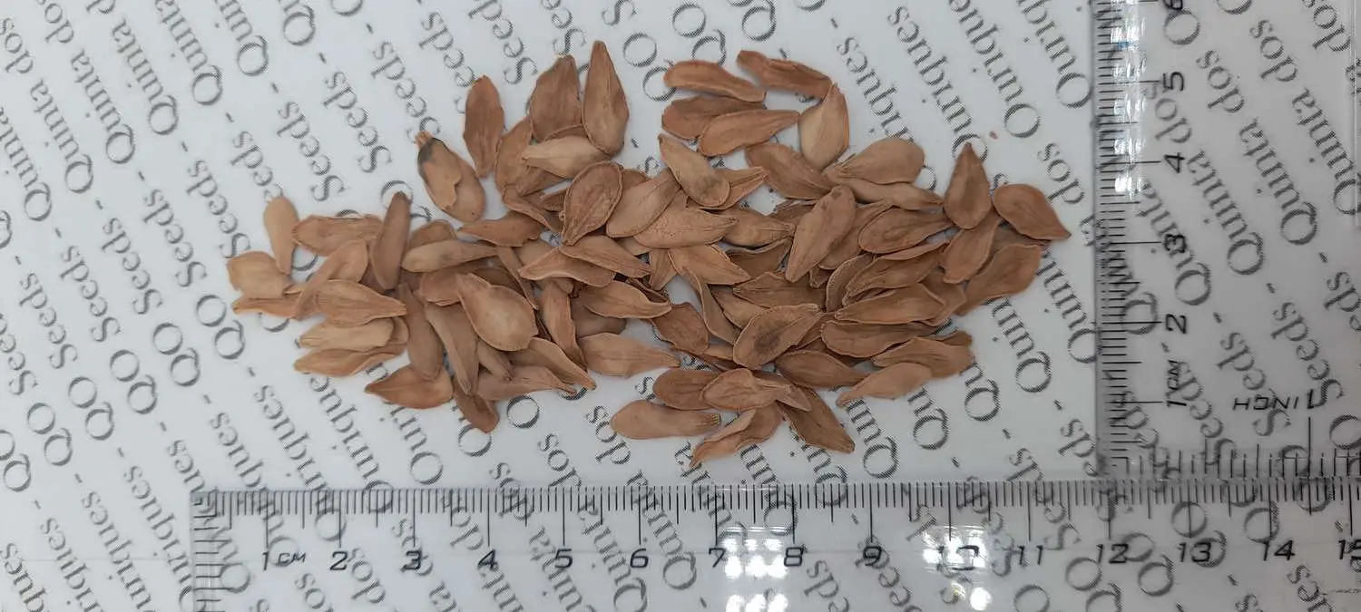 Pachypodium rutenbergianum var. rutenbergianum - Madagascar Palm Tree - Image 8