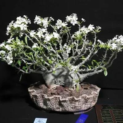 Pachypodium saundersii - Kudu Lily, Lundi Star