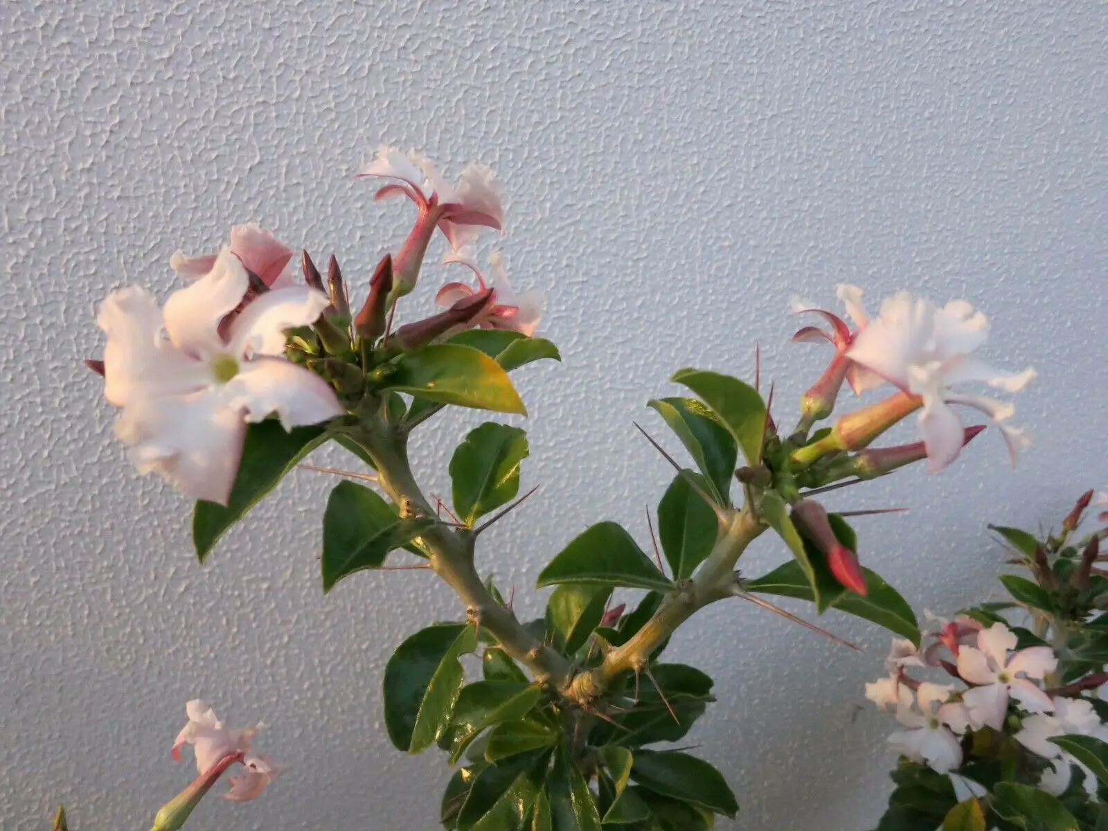 Pachypodium saundersii - Kudu Lily, Lundi Star - Image 2