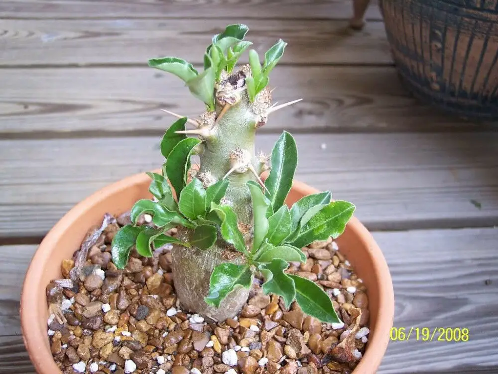 Pachypodium saundersii - Kudu Lily, Lundi Star - Image 4