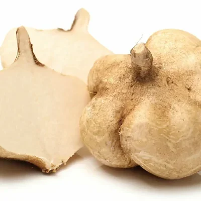 Pachyrhizus erosus - Jícama, Mexican Yam Bean, Mexican Turnip