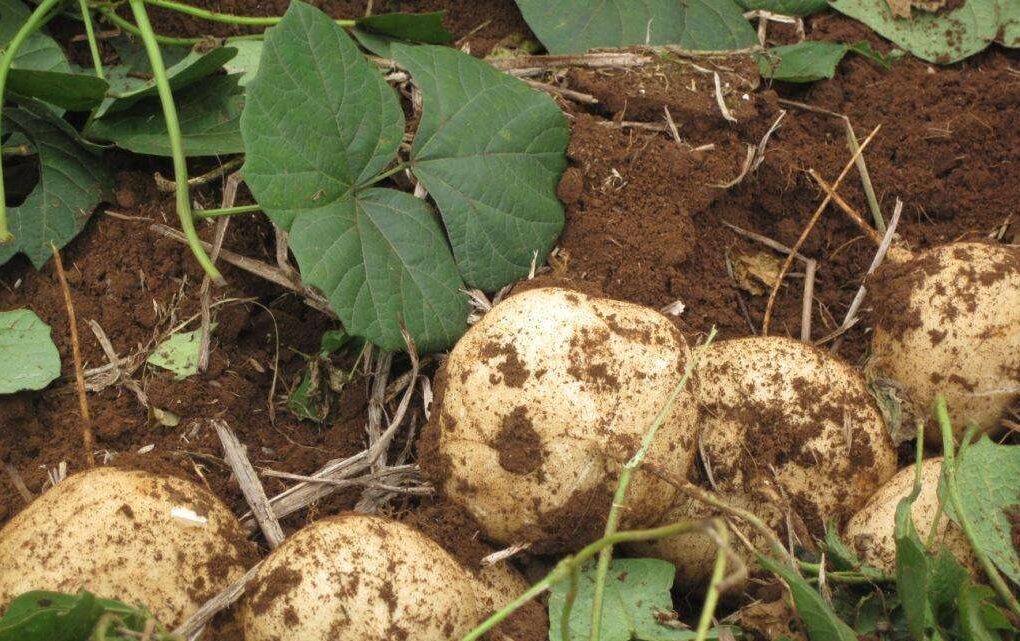 Pachyrhizus erosus - Jícama, Mexican Yam Bean, Mexican Turnip - Image 2