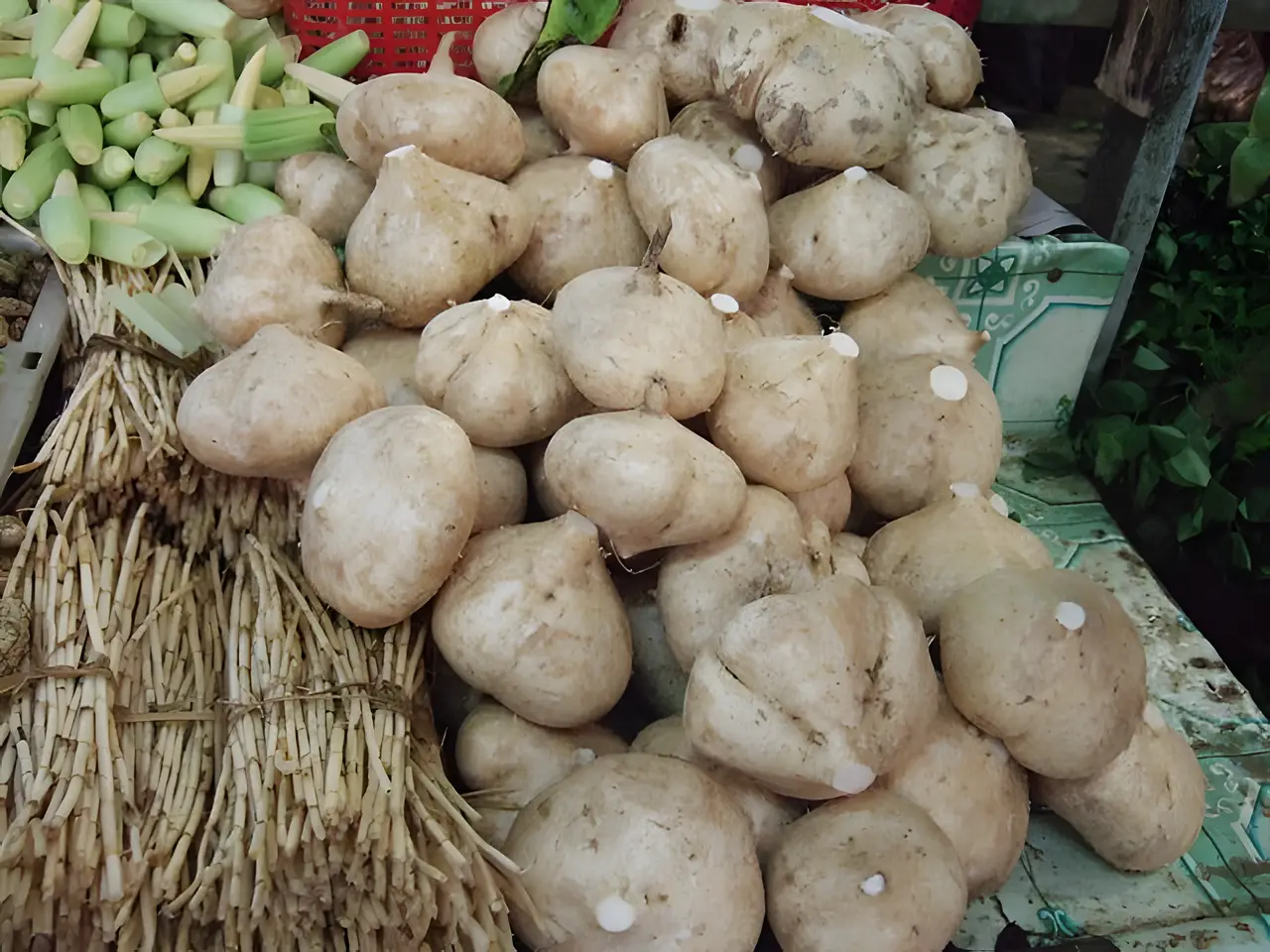 Pachyrhizus erosus - Jícama, Mexican Yam Bean, Mexican Turnip - Image 5