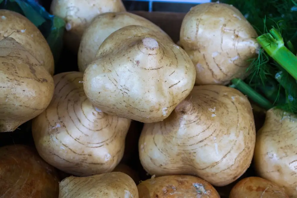 Pachyrhizus erosus - Jícama, Mexican Yam Bean, Mexican Turnip - Image 6