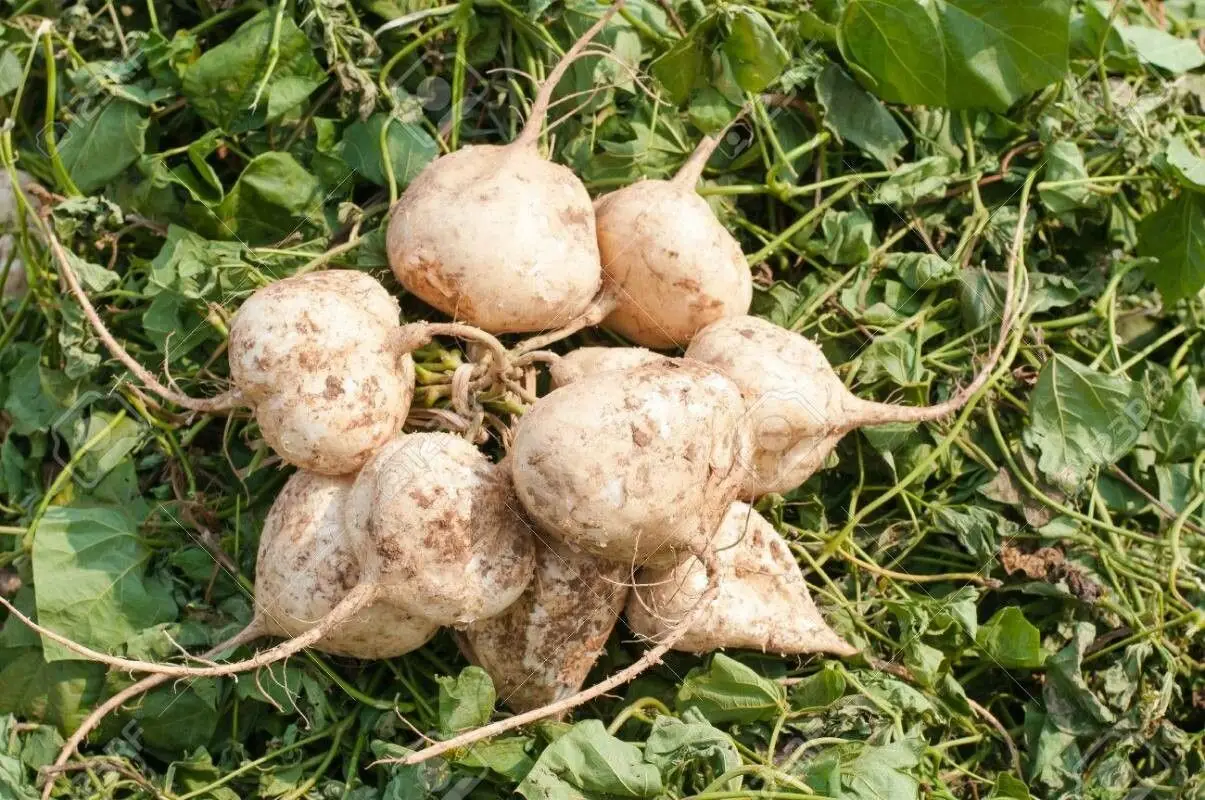 Pachyrhizus erosus - Jícama, Mexican Yam Bean, Mexican Turnip - Image 7