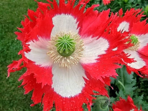 Papaver somniferum 'Danish Flag / Danebrog' - Poppy denmark flag, fringed poppy, feathered poppy, danish flag poppy
