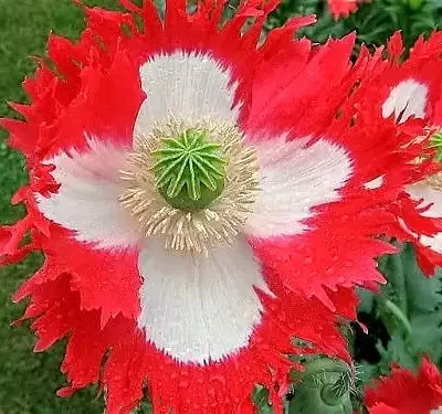 Papaver somniferum 'Danish Flag / Danebrog' - Poppy denmark flag, fringed poppy, feathered poppy, danish flag poppy
