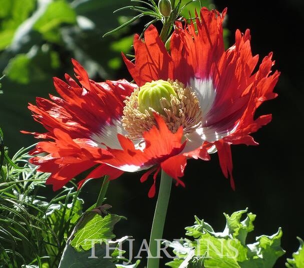 Papaver somniferum 'Danish Flag / Danebrog' - Poppy denmark flag, fringed poppy, feathered poppy, danish flag poppy - Image 2