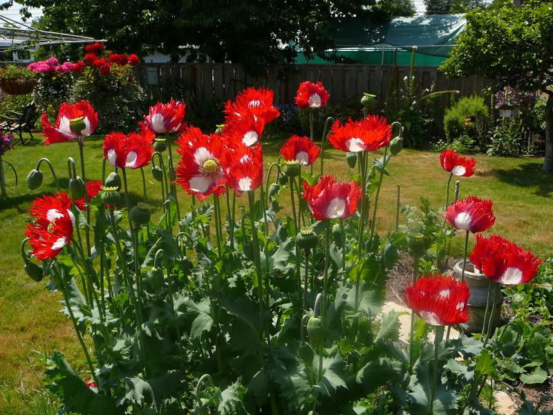 Papaver somniferum 'Danish Flag / Danebrog' - Poppy denmark flag, fringed poppy, feathered poppy, danish flag poppy - Image 3