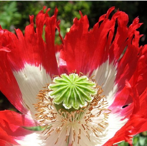 Papaver somniferum 'Danish Flag / Danebrog' - Poppy denmark flag, fringed poppy, feathered poppy, danish flag poppy - Image 4