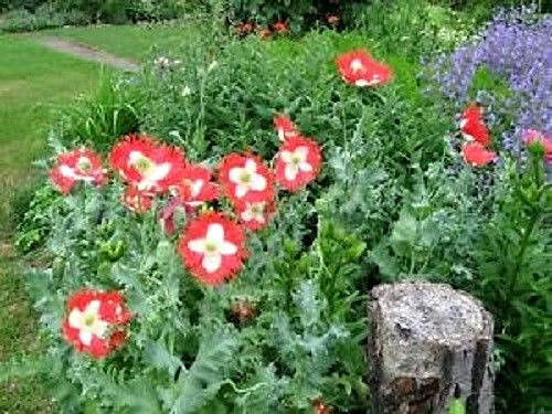 Papaver somniferum 'Danish Flag / Danebrog' - Poppy denmark flag, fringed poppy, feathered poppy, danish flag poppy - Image 5