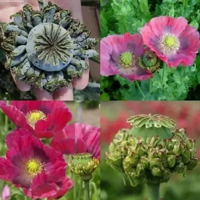 Papaver somniferum 'Hens and Chicks' - Hens and Chicks Poppy