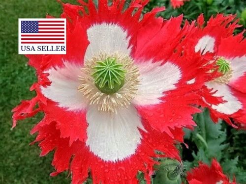 Papaver somniferum 'Danish Flag / Danebrog' - Poppy denmark flag, fringed poppy, feathered poppy, danish flag poppy - Image 6