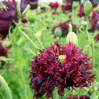 Papaver somniferum var. laciniatum 'Black Swan' - Black swan poppy, black swan double fringed poppy, double feathered poppy