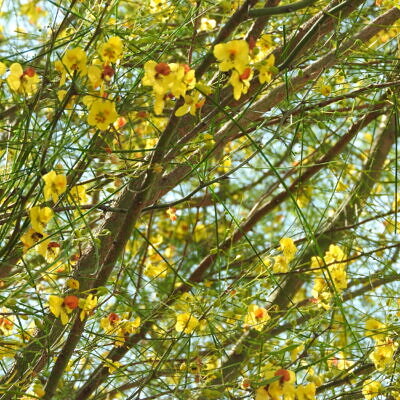 Parkinsonia aculeata / Inga pyriformis / Mimosa pedunculata / Parkia harbesonii / Parkia macropoda - Palo Verde, Mexican Palo Verde, Parkinsonia, Jerusalem Thorn, Jelly Bean Tree, Palo De Rayo, Retama