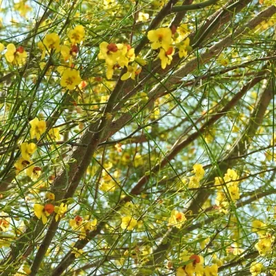Parkinsonia aculeata / Inga pyriformis / Mimosa pedunculata / Parkia harbesonii / Parkia macropoda - Palo Verde, Mexican Palo Verde, Parkinsonia, Jerusalem Thorn, Jelly Bean Tree, Palo De Rayo, Retama