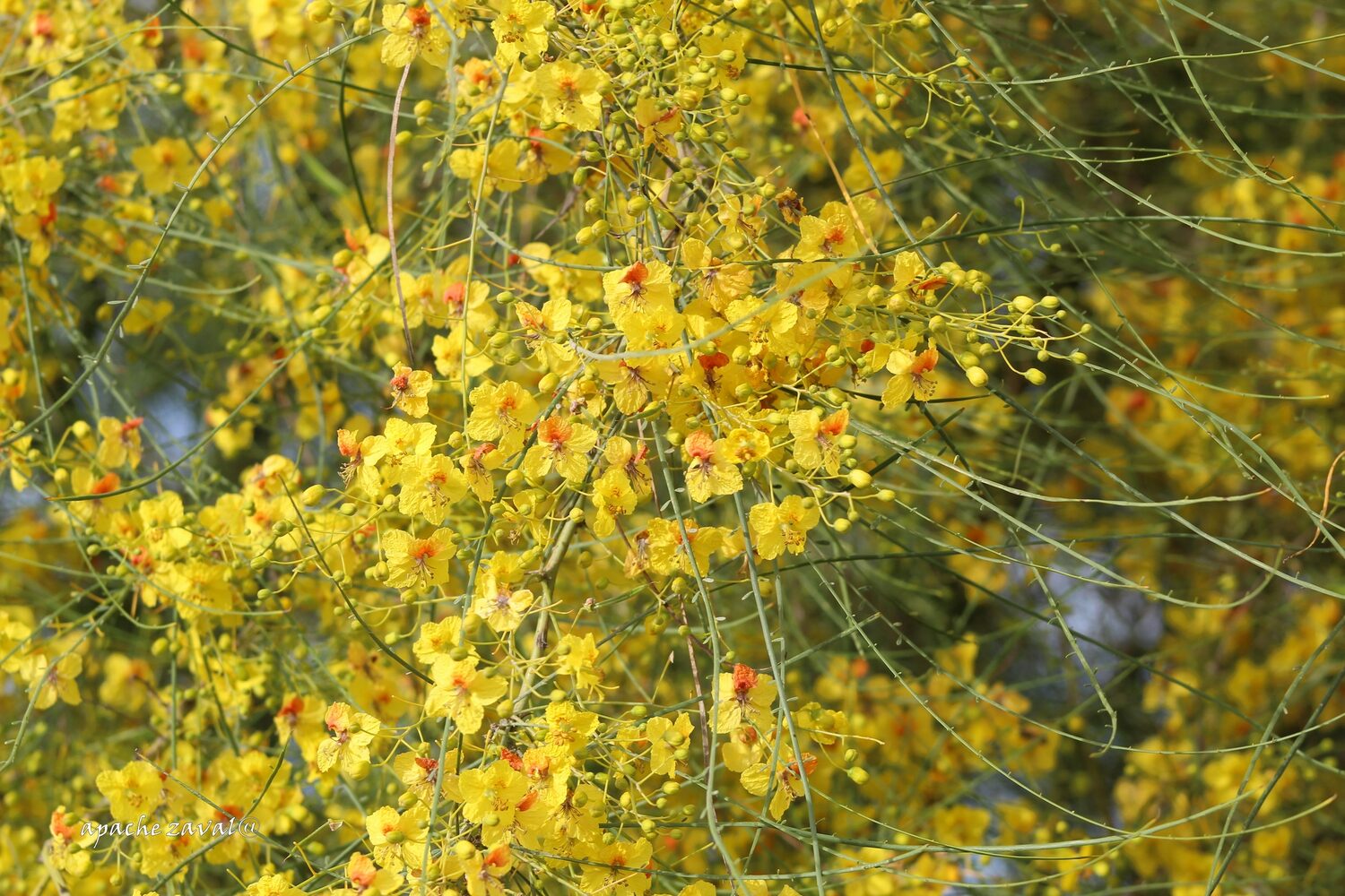 Parkinsonia aculeata / Inga pyriformis / Mimosa pedunculata / Parkia harbesonii / Parkia macropoda - Palo Verde, Mexican Palo Verde, Parkinsonia, Jerusalem Thorn, Jelly Bean Tree, Palo De Rayo, Retama - Image 5