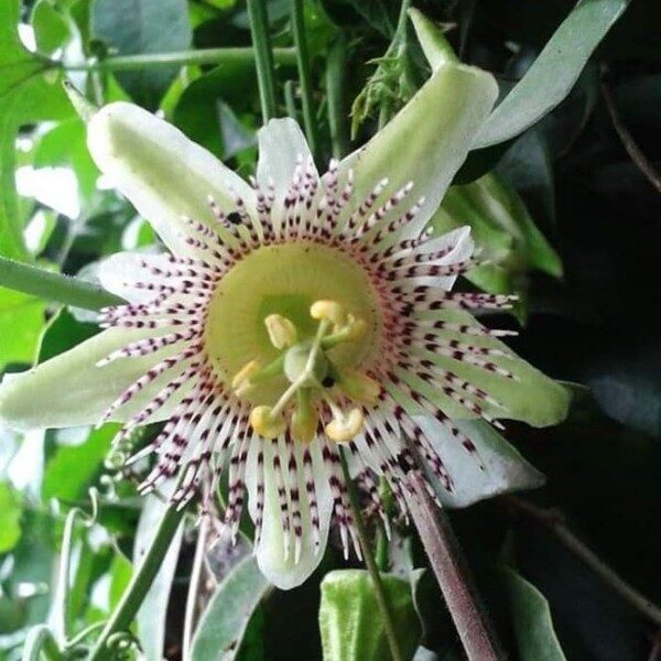 Passiflora adenopoda / Passiflora acerifolia - Velcro Passion Flower, Velcro Passion Fruit - Image 2