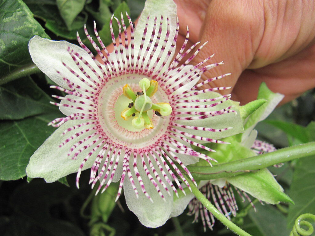 Passiflora adenopoda / Passiflora acerifolia - Velcro Passion Flower, Velcro Passion Fruit - Image 4