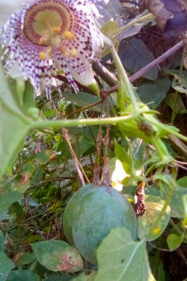 Passiflora adenopoda / Passiflora acerifolia - Velcro Passion Flower, Velcro Passion Fruit - Image 6