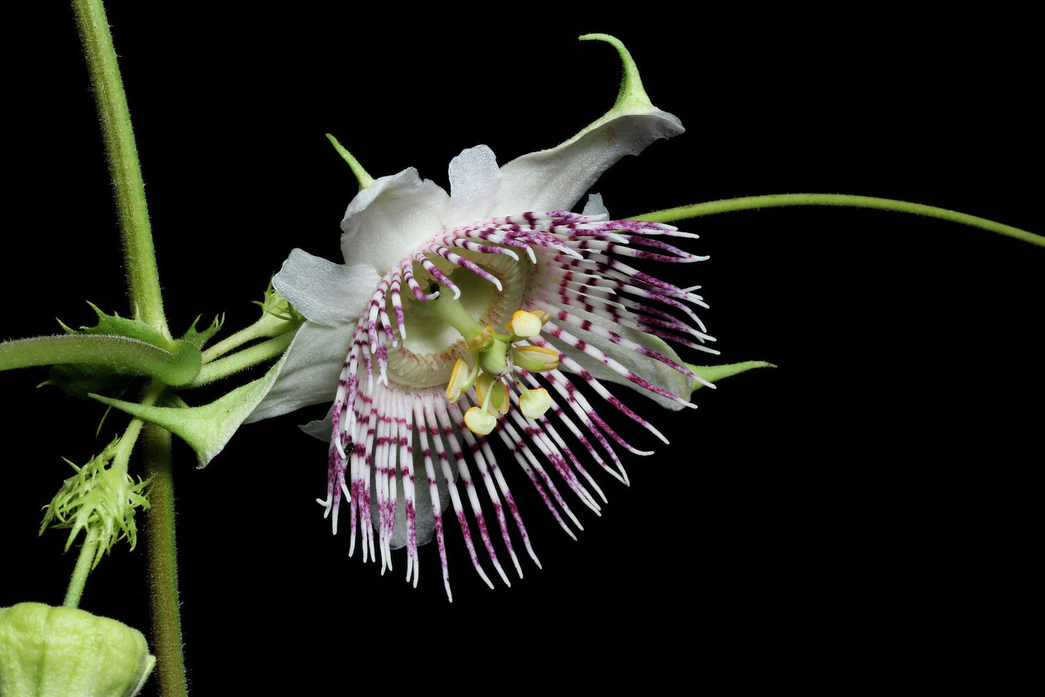 Passiflora adenopoda / Passiflora acerifolia - Velcro Passion Flower, Velcro Passion Fruit - Image 7