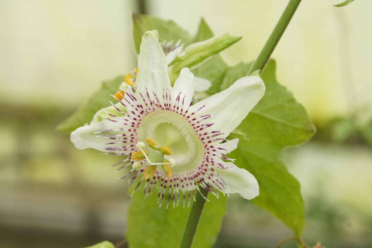Passiflora adenopoda / Passiflora acerifolia - Velcro Passion Flower, Velcro Passion Fruit - Image 8