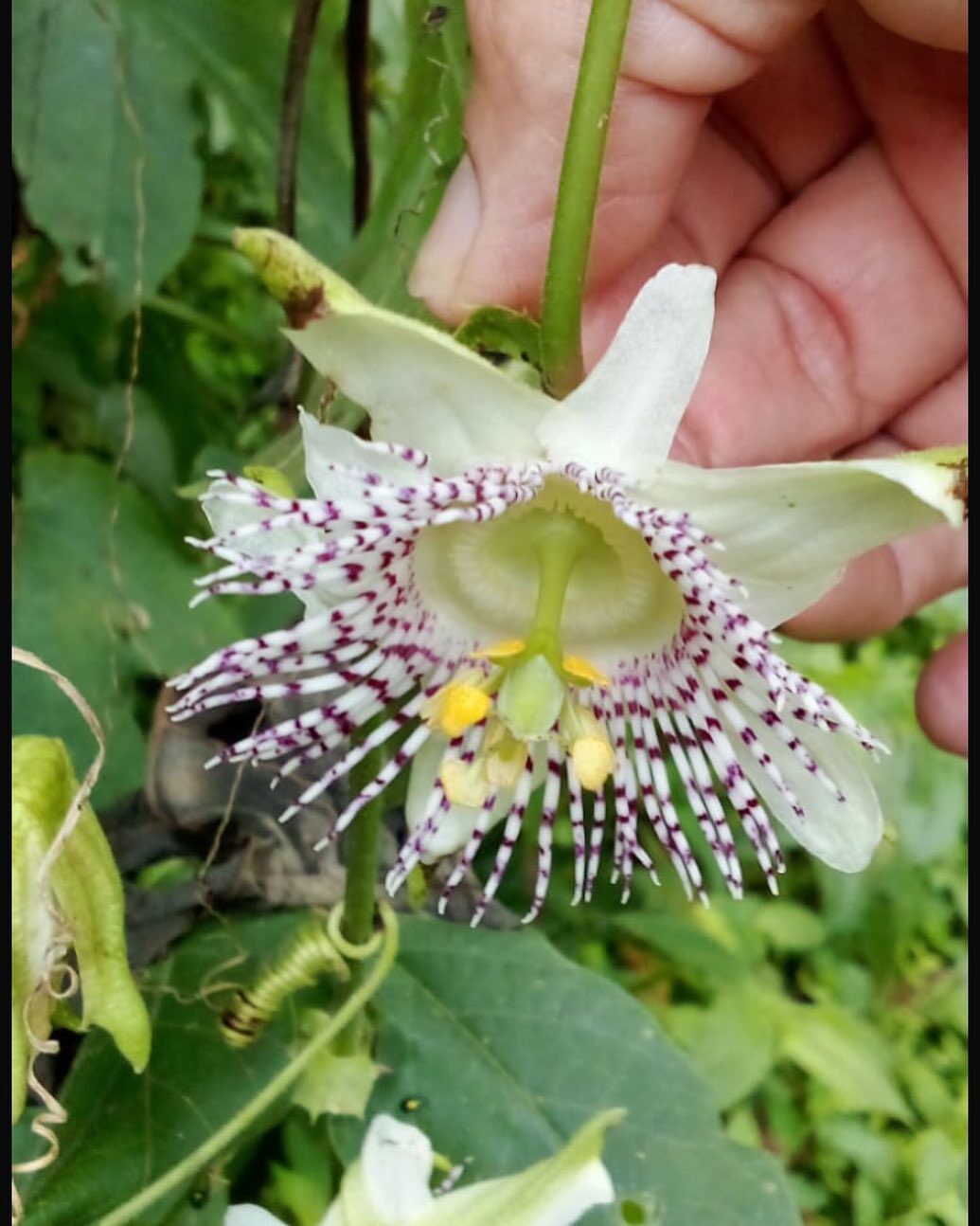 Passiflora adenopoda / Passiflora acerifolia - Velcro Passion Flower, Velcro Passion Fruit - Image 11