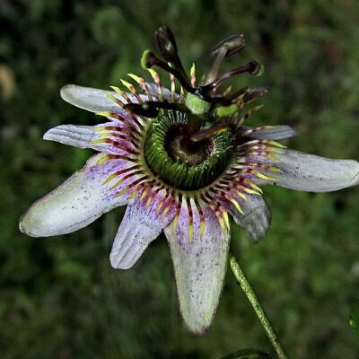 Passiflora alnifolia - Alder-leaved Passion Flower Maracuja