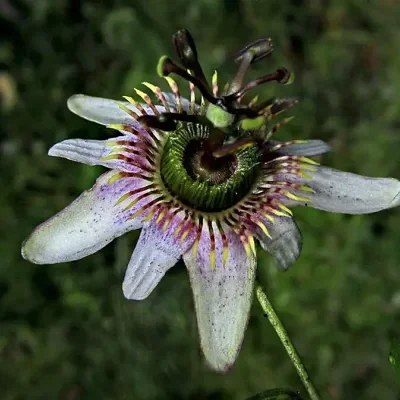 Passiflora alnifolia - Alder-leaved Passion Flower Maracuja
