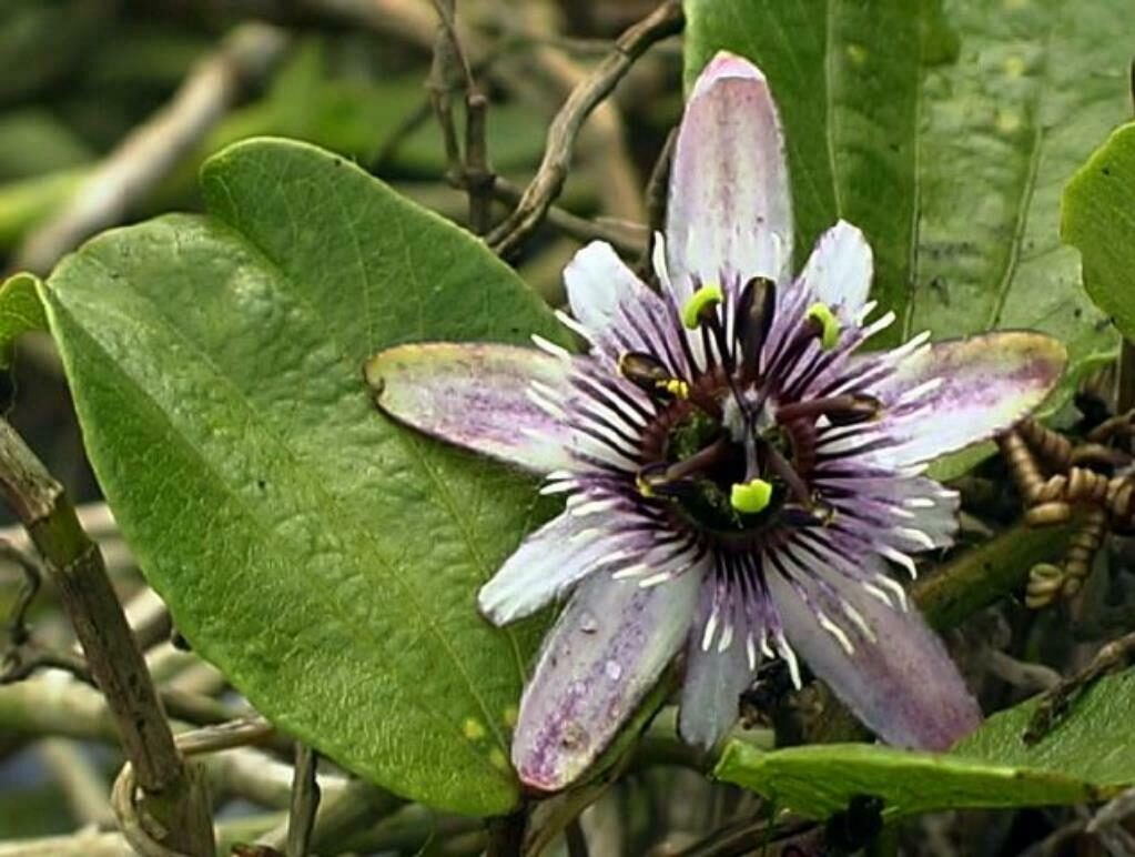 Passiflora alnifolia - Alder-leaved Passion Flower Maracuja - Image 2