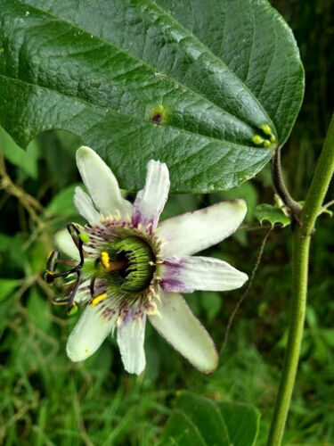 Passiflora alnifolia - Alder-leaved Passion Flower Maracuja - Image 5