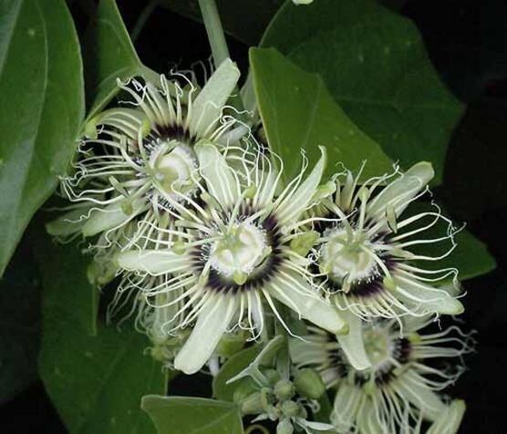 Passiflora auriculata / Passiflora torta / Cieca auriculata - Passionfruit Black Sweet Maracuja, Black Sweet Granadilla