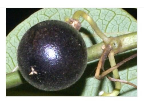 Passiflora auriculata / Passiflora torta / Cieca auriculata - Passionfruit Black Sweet Maracuja, Black Sweet Granadilla - Image 4