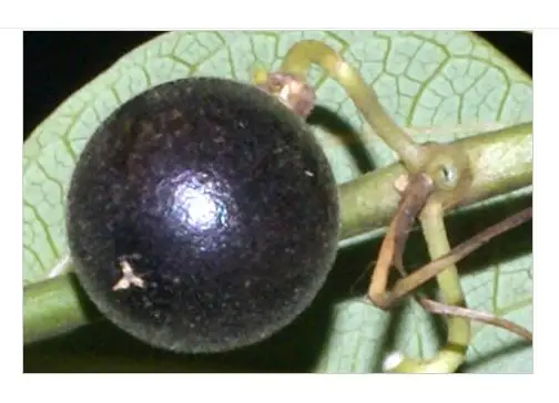 Passiflora auriculata / Passiflora torta / Cieca auriculata - Passionfruit Black Sweet Maracuja, Black Sweet Granadilla - Image 4