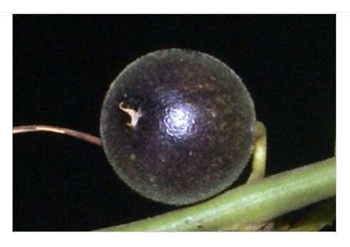 Passiflora auriculata / Passiflora torta / Cieca auriculata - Passionfruit Black Sweet Maracuja, Black Sweet Granadilla - Image 5