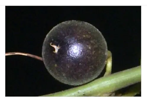 Passiflora auriculata / Passiflora torta / Cieca auriculata - Passionfruit Black Sweet Maracuja, Black Sweet Granadilla - Image 5