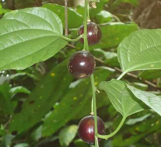 Passiflora auriculata / Passiflora torta / Cieca auriculata - Passionfruit Black Sweet Maracuja, Black Sweet Granadilla - Image 6