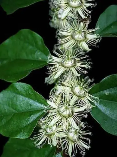 Passiflora auriculata / Passiflora torta / Cieca auriculata - Passionfruit Black Sweet Maracuja, Black Sweet Granadilla - Image 7