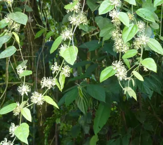 Passiflora auriculata / Passiflora torta / Cieca auriculata - Passionfruit Black Sweet Maracuja, Black Sweet Granadilla - Image 8