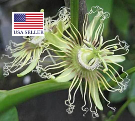 Passiflora auriculata / Passiflora torta / Cieca auriculata - Passionfruit Black Sweet Maracuja, Black Sweet Granadilla - Image 10