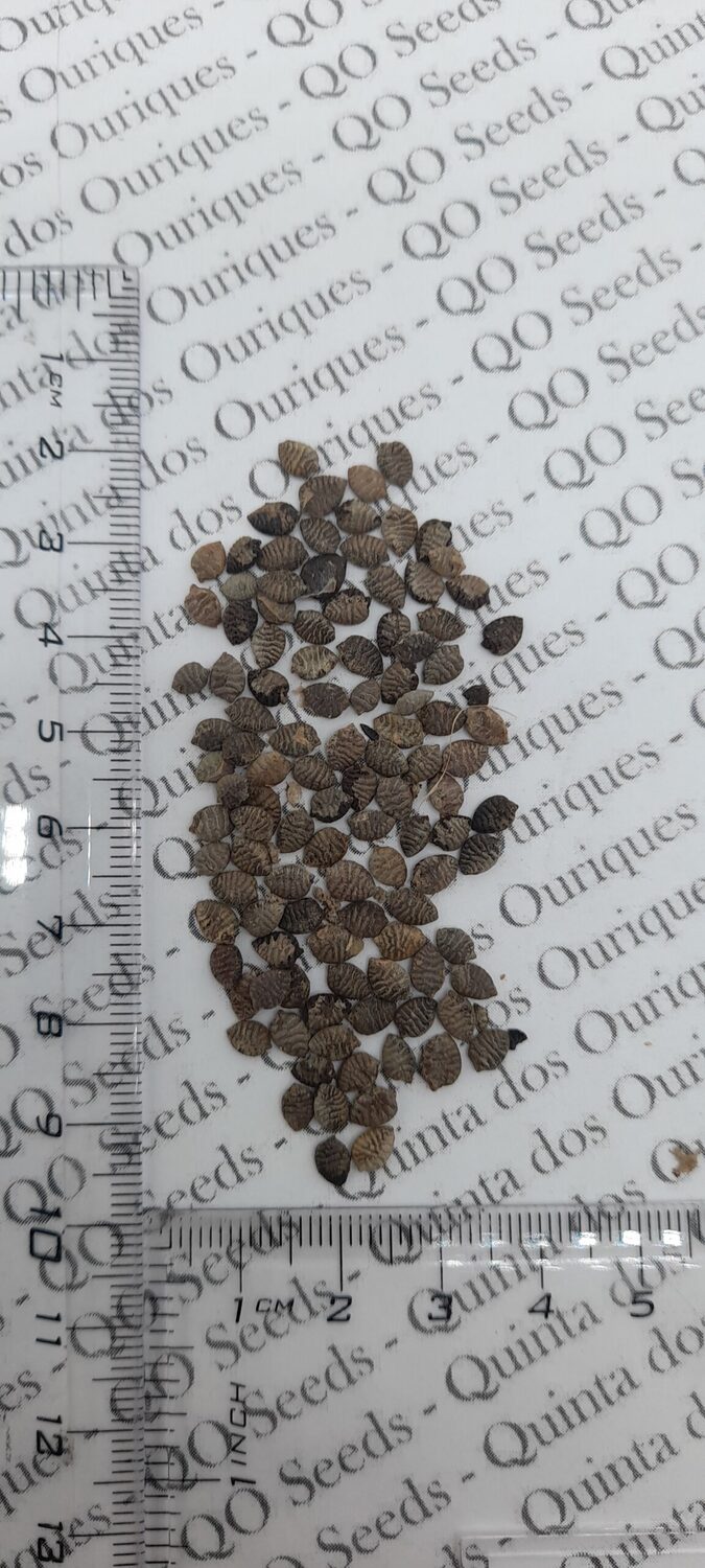 Passiflora auriculata / Passiflora torta / Cieca auriculata - Passionfruit Black Sweet Maracuja, Black Sweet Granadilla - Image 11